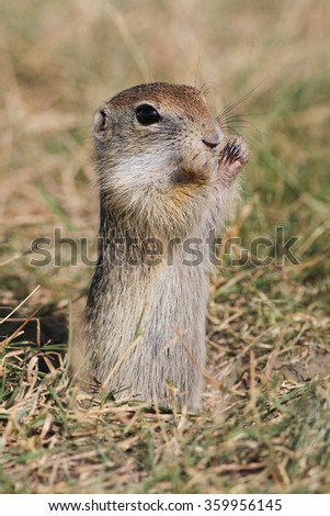 European ground squirrel stand up and eating grass