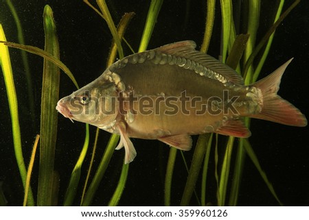 Common carp fish swimming  in the pond