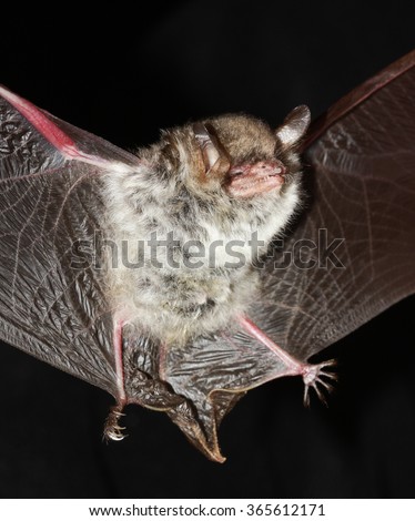 Natterer\'s Bat, Myotis nattererri, flight in the night