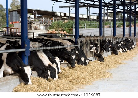 Cows Farm