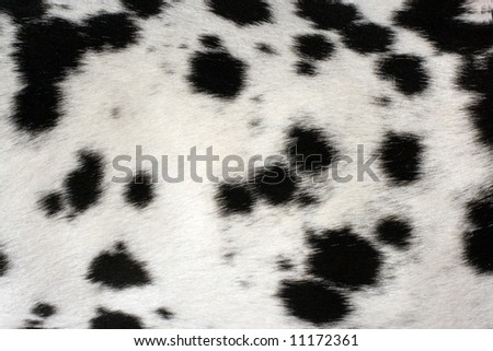 Black and white fur of dog useful for background
