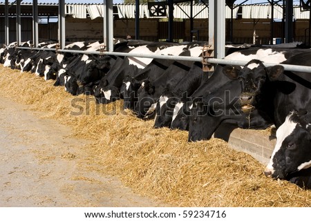 The dairy cows life in a farm. Dairy cows are reared for milk production. On average, a cow in a dairy herd will produce 28-30 bottles of milk per day.