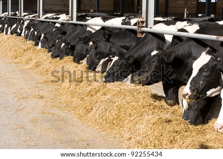 The dairy cows life in a farm. Dairy cows are reared for milk production. On average, a cow in a dairy herd will produce 28-30 bottles of milk per day.