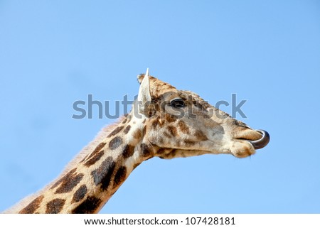 Tall beige orange and brown giraffe neck and head with long wet tongue sticking out mouth isolated on cloudless blue sky background