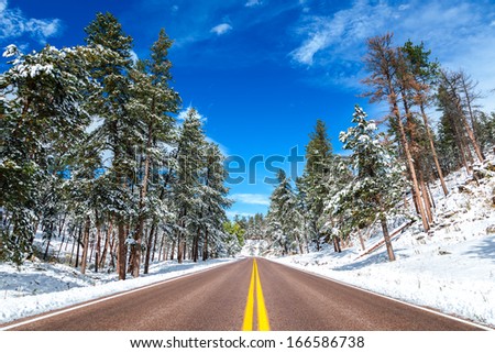 winter driveway in snowy forest