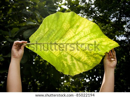 teak leaf is one of  too big leaf in the world