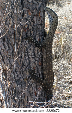 Parentis - largest lizard in Australia.  Attempting to hide by remaining still on the tree.  Regarded as a delicacy by the local aboriginals.