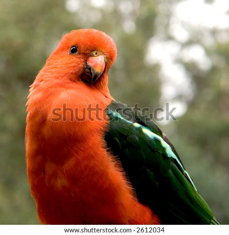 King Parrot - close-up