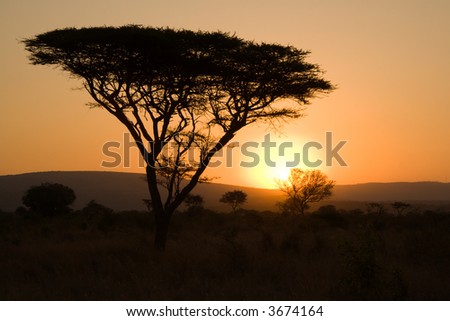 African Thorn Tree