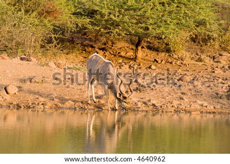 Kudu bull drinks at sunset