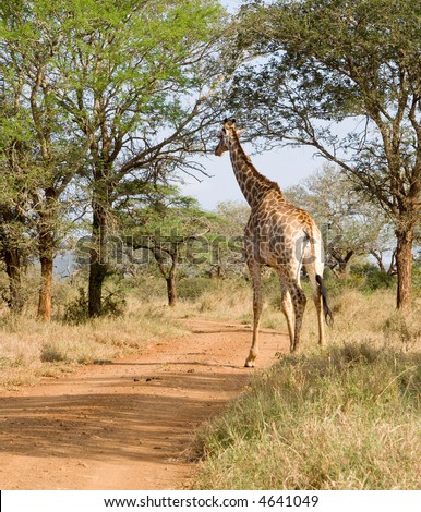 Giraffe stepping out onto the road