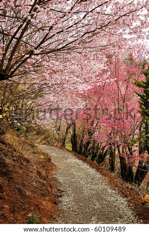 Cherry Blossom Path