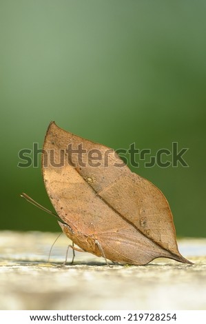 Master of disguise in the forest is a Special butterfly(Kallima inachis formosana) look like a Withered leaf,Taiwan