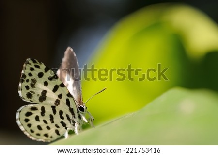 An open wings ready to fly little butterfly, has a beautiful black spots,Taiwan,Asia
