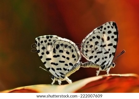 Has cow spots a cute little butterfly on red background for dream day wedding