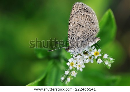 Wings covered with tiny dewdrops of grey-green background Butterfly close-up with plant