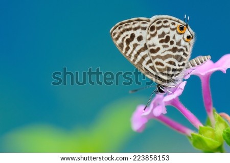 A body covered with Leopard spots the beautiful Butterfly pattern stops at the wild purple flower nectar on a dreamy blue background