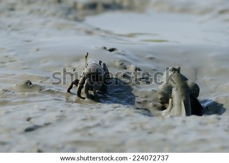 Taiwan estuary intertidal mudskippers and crab Chase playing with mud in the mud of world war