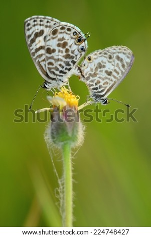 Two covered interesting mate striped butterfly on the flowers, like a happy wedding