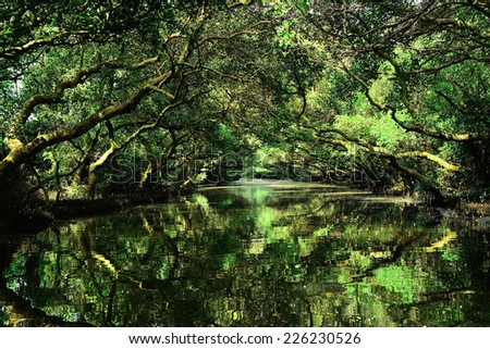 Taiwan Amazon said the four green tunnel, surrounded by intertidal mangrove forest, was an animal paradise