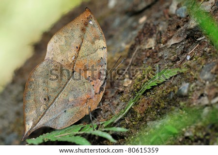Master of disguise in the forest is a Special butterfly(Kallima inachis\
\
formosana) look like a Withered leaf,Taiwan
