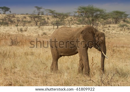 pictures of kenya animals. kenya animals elephants