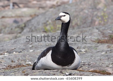 Barnacle Goose portrait sitting  on rock