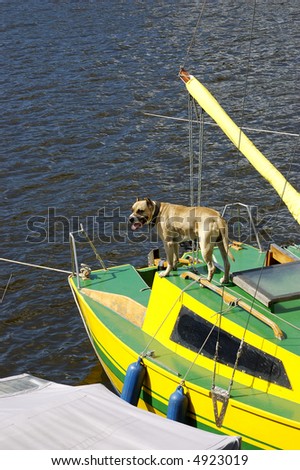 Dog of breed the boxer, protecting a yacht