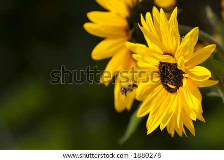 a bee headed for a sunflower