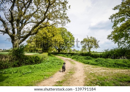 Black dog walking along a country lane in England. The lane is an unmade road and there are Oak trees nearby. The dog is looking ahead as if on a journey.
