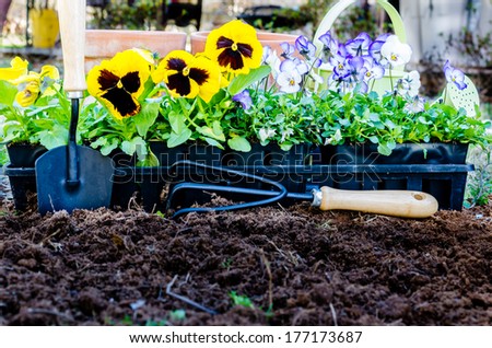 Spring gardening. Pots of violas and pansies with trowel, cultivator, and watering can on cultivated soil.