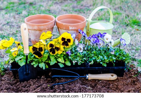 Spring fever.  Pots of violas and pansies with trowel, cultivator, and watering can on cultivated soil.