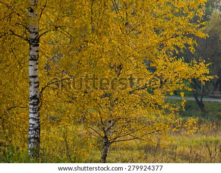 trees with orange leaves in autumn forest
