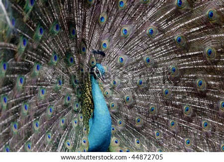 indian blue peacock shows its feather