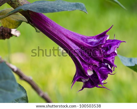 Purple datura flower (Catura metel Linn. in science name)