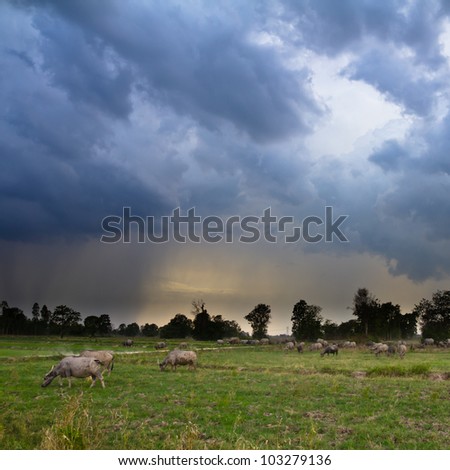 Buffalo Cattle