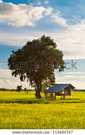Primitive farmer hut and tree in rice field
