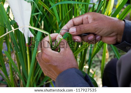 Farmer is removing stamen in rice plant for transgenic