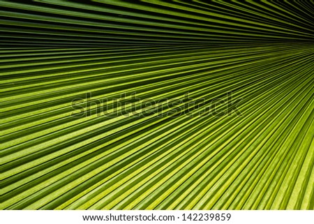 Abstract tropical palm leaf with straight lines texture