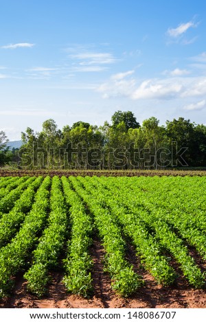 Yard long bean farm in Thailand