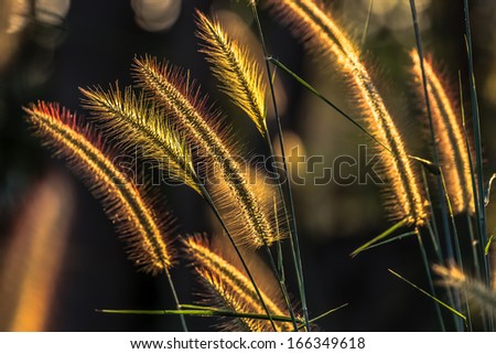 Winter grasses blooming in sunlight