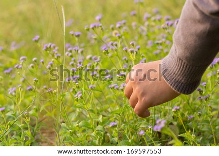 Closeup female hand picking grass flowers on the ground