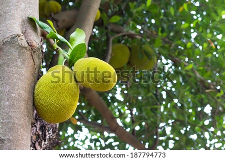 Produce jack-fruit on the tree