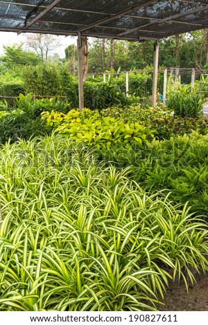 Many kinds of plant in the plant shop