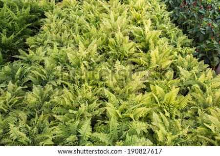 Group of ferns in plant shop
