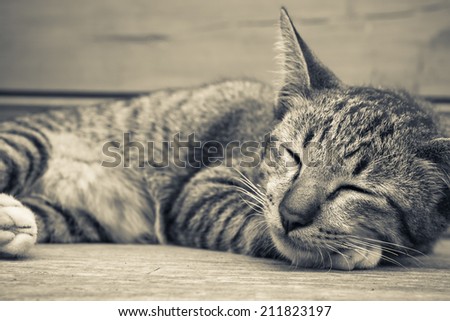 Lazy kitten sleeping on wood bench