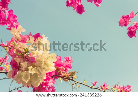 Bougainvilleas or Paper flower treetop in vintage color