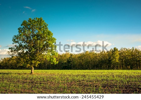 Tree in sugar cane farm and teak woods