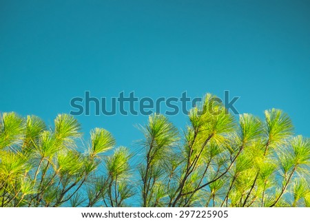 Abstract treetop of Khasya pine trees (Pinus kesiya Royle ex Gordon), retro color