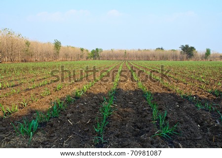 Agriculture sugar cane farm in Thailand
